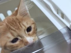 -嘉馨宠物医院·CT影像转诊·心脏科·犬猫全科诊疗中心(下沙大学城院区)