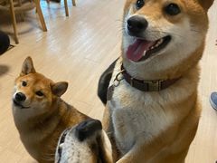 -柴犬高等学院·狗咖·柴犬售卖·宠物训练