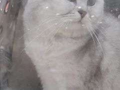 -创凡宠物医院·骨专科  猫科中心(西乡分院)