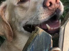 -趣玩宠物乐园寄养训犬训狗游泳池