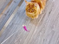 -猫十亿·布偶金渐层·曼基康矮脚猫舍(青年路店)