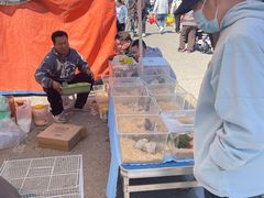 -中环花鸟鱼虫市场