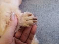 -爱诺耐芙动物医院(万博店)