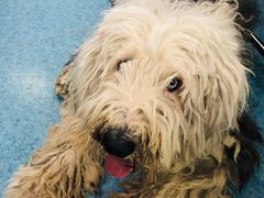 -北京赛佳动物医院