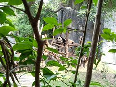景点-成都大熊猫繁育研究基地
