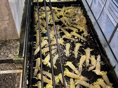 -海鲜e族(马王堆店)