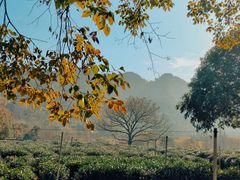 -野蔓果·山野菜(西湖景区·龙井茶田店)