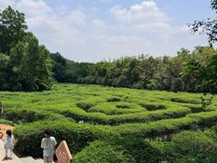 -大屏嶂森林公园