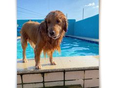 -趣玩宠物乐园寄养训犬训狗游泳池