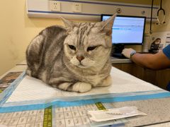 -萌兽医馆·犬猫专科·眼科中心·宠物医院(朝阳门分院)