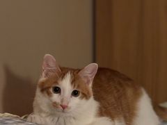-纳吉亚猫专科动物医院·北北分院
