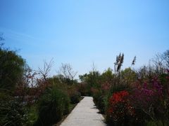 -溱湖国家湿地公园