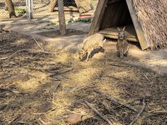 -合肥野生动物园