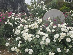 -人民公园(罗湖区)