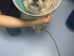 -宠物星动物医院·眼科·异宠·猫科(江南大道总院)