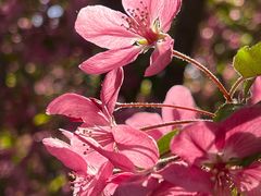 -海棠花溪(元大都城垣遗址公园)