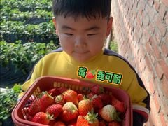 -大自然农场蔬菜草莓采摘园