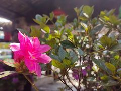 -园林美食城·本土农家菜(杨和镇店)