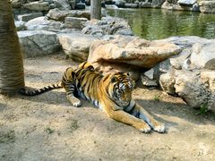 -北京野生动物园