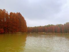 -上海海湾国家森林公园