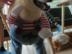 -南京Hallo宠物乐园·哈罗犬舍·柴犬繁育基地