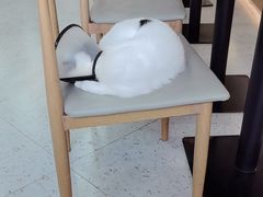 -喵园·猫主题咖啡厅·撸猫·猫咖(国贸店)