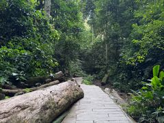 -西双版纳原始森林公园