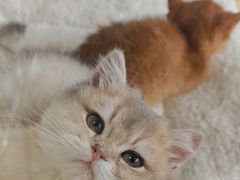 -MARSMART PETS火星宠物超市(1733店)