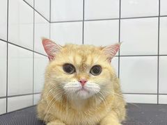 -BABIT巴比特宠物(MOMOPARK店)