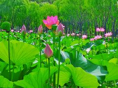 -东郊湿地公园