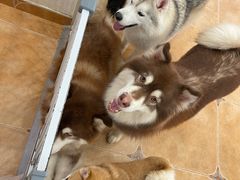 -Let's go狗咖·猫咖·奶狗·桌游(春熙路IFS店)
