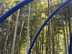 -东明山森林公园