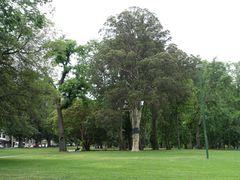 景点-墨尔本皇家植物园