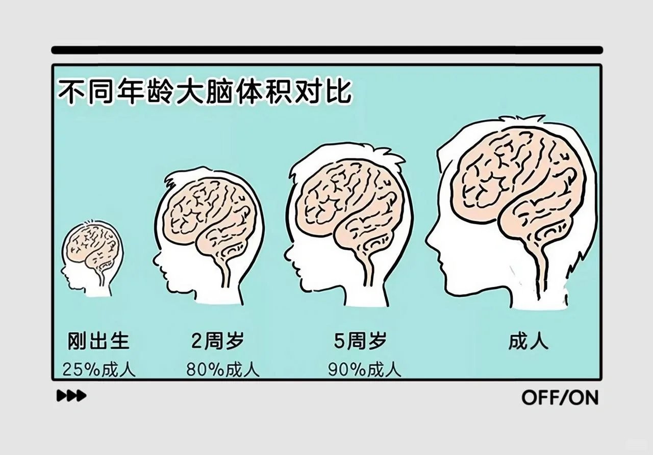 婴儿大脑发育顺序图图片