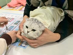 -伟伟宠物医院·CT影像中心·瑞派犬猫综合性门诊(汉口总院)