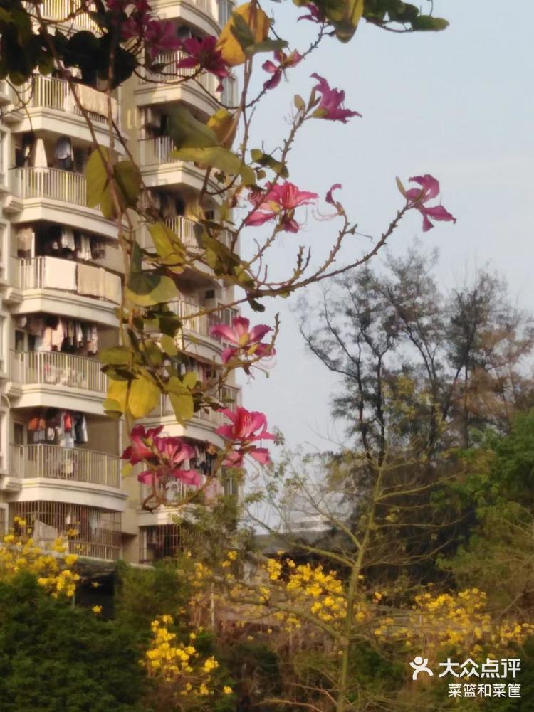 白色紫荆你爱吗