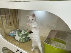 -青奢宠物·青奢猫舍