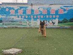 -宠物寄养训练学校