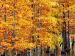 -白鹭湾湿地公园