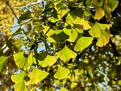 -三里屯东五街银杏大道