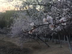 -青城公园