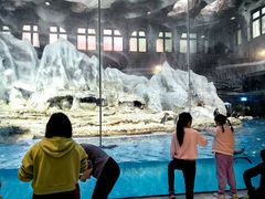 -帝企鹅自助餐厅•儿童岛•真企鹅(长隆企鹅酒店)