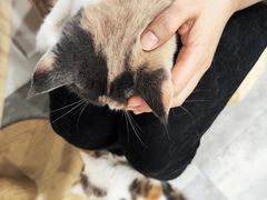 -楼上猫咖(罗湖店)