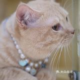 广州高质量犬猫洗护，不到50！冲冲冲！