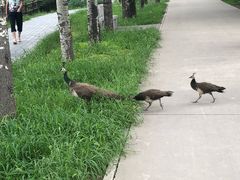 -北京麋鹿生态实验中心