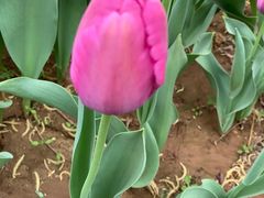 -洛阳郁金香牡丹园