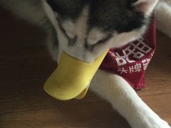 -Husky Go! 哈士奇体验馆·宠物咖啡厅狗咖