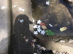 -海南热带雨林国家公园吊罗山景区