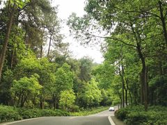 -铁山坪森林公园