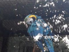 金刚？-青岛动物园